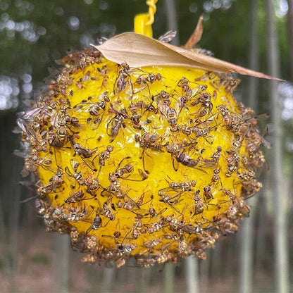 Boules Collante Anti-Insectes
