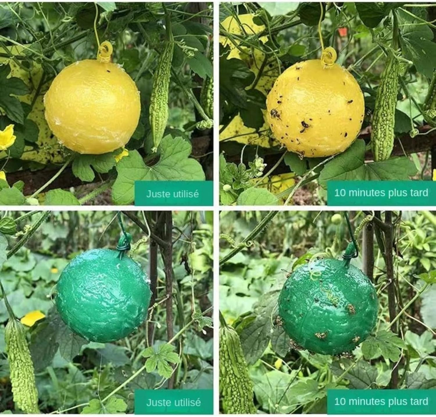 Boules Collante Anti-Insectes