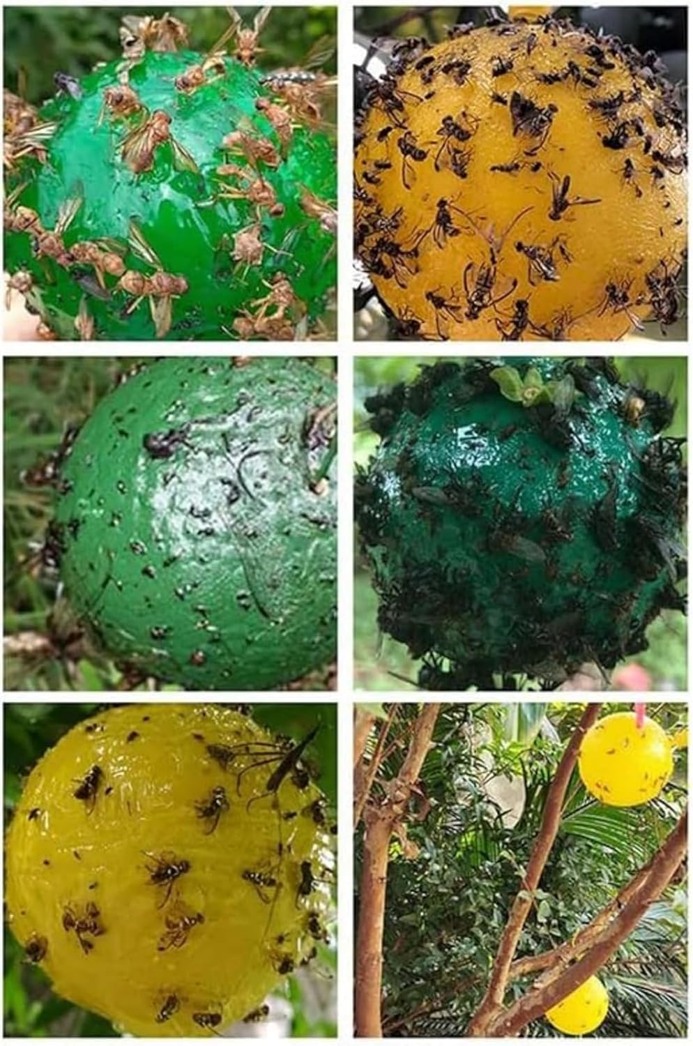 Boules Collante Anti-Insectes