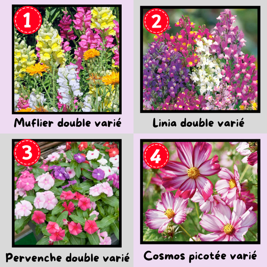 🌸 Graines de Fleurs – Variétés au Choix